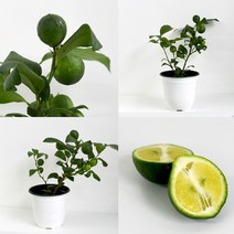 레몬나무 키우기 식물 모종 중품 결실주 유실수 식용식물 마이플랜트