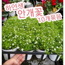 안개꽃-화이트-10개묶음/순수한 마음 약속 그리고 사랑의 결실