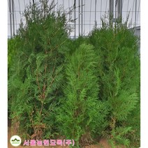 미측백 서양측백 정원수 울타리나무 직립측백 생울타리 조경수 털린묘 H70~80cm