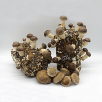 청촌생활 버섯 키우기 재배 키트 표고버섯 X 2세트, 단품