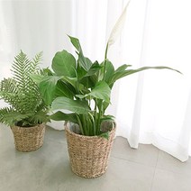 실내 공기 미세먼지 정화 식물 거실 화분 극락조 여인초 아레카야자 뱅갈고무나무 키우기 집들이, 떡갈고무나무