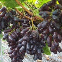 고당도 씨없는 포도 블랙사파이어 가지포도 1 kg 2kg 3kg내외, 블랙사파이어 1kg내외