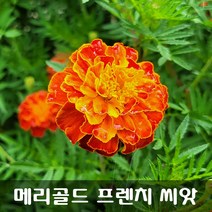 [해피플라워] 눈 건강 꽃차 만들기 메리골드 프렌치 씨앗 300립 / 봄 파종 꽃씨