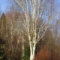 자작나무 묘목 신품종 잭큐몬티 도랜버스(도랜보스) 키1m 4치장포트 2개