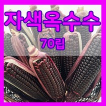 강낭콩 씨앗 호랑이콩 울타리콩 완두콩 작두 적작두콩 아라리 팥 녹두 율무 깨 옥수수 땅콩 서리태 메주 쥐눈이 렌틸 종자 파종 재배 슈퍼 땅콩 씨 종자 키우기 모음, 18.자색옥수수 70립