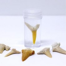 상어이빨 관찰세트 10인 이빨화석 보고석작성 실험수업 놀이키트 DIY 창작용 학교