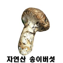 2023년 최고급 자연산 송이 버섯 자연 추석 설날 명절 선물세트 특등품, 2등급7cm이상 500g