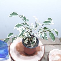 러브코리아 칼라벤자민 공기정화식물 실내인테리어식물, 단품, 1개