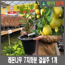 레몬나무 7치화분 결실주 1개 뿌리원예/비타민c
