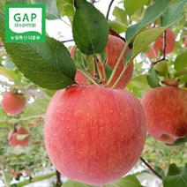 (인빌푸드)의성춘산사과(부사) 5kg(17-19과), 단품