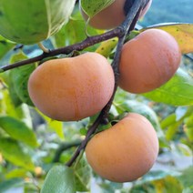 두리원 산지직송 경남 창녕 부유단감 3kg 소, 단품없음