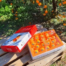 제주황금향 5kg 레드선물용(대과 16-25수) 제철을 맞아 더욱 풍성하고 향긋한 선물세트! 박스무게포함