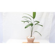 [골든플랜트]관음죽 독일 이테리토분 완제품 관음죽 관음죽키우기 대나무화분 거실화분 공기정화식물