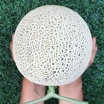 머스크메론명절선물용 매론 머스크메론명절선물세트, 선물세트 8kg