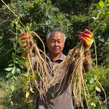 산지직송 국산 제철 금산 햇 약도라지 1kg 피 통 정과용 제사 약용 나물용 생 백도라지, 대 1kg