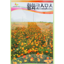 황화코스모스 꽃씨앗 정원 화분 씨