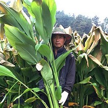 곡성 유기농 일반 울금 장수비결 생울금, 1박스, 유기농 생울금 특품 1kg