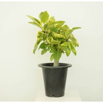 파워플랜트 뱅갈고무나무 소/중/대 키우기쉬운 인테리어식물 실내공기정화 화분 실내관엽식물, 뱅갈 고무나무 중, 1개