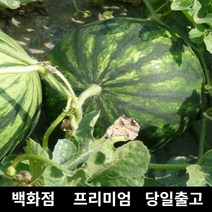 [특등급선별] 수박 8kg 과일 과일세트 망고수박 고창수박 노란수박 고당도수박 수박구매 수박당도 수박농가 수박농장 꿀수박 수박판매 맛있는수박