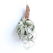 꼬띠 인테리어 엔틱화분 유목 틸란드시아 공기정화 행잉플랜트, 유목 세로그라피카, 1개