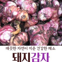 국내산 산지직송 참구수한 슈퍼 자색돼지감자 생돼지감자 뚱단지 되지감자, 돼지감자 10kg(추가할인적용)