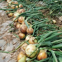 아삭아삭 햇 무안양파 5kg/10kg, 중,대 10kg 가정용 (120g~250g)