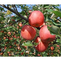 흠집빨간사과 달콤 아삭한 안동 산지직송 실속가정용 4키로 소과 중과 대과, 소과(22~27과), 1개