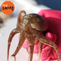 제철 국내산 서해안 주꾸미 500g 알 쭈꾸미, 주꾸미(급냉) 500g