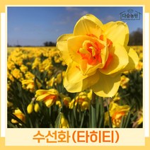 수선화 구근 모종 타히티 2개