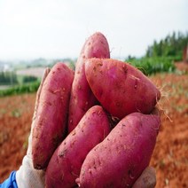 22년 수확 스테비아 꿀고구마 특상 3kg/5kg/10kg (100g~300g), 혼합10kg