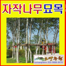 (G소망)백자작(자작나무)묘목(2년생) 5그루