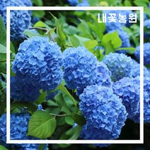 수국(니코블루) p9 포트 (2월 모습)