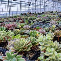 다육이 선인장 실내공기정화식물 국민다육이, 1개, 24_A루페스트리