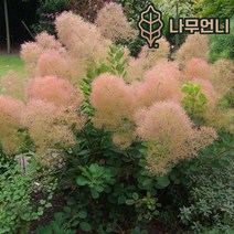 안개나무 자엽안개나무 나무언니, 안개나무 영레이디 개화주분묘