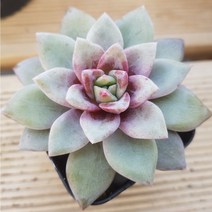 희귀 다육식물 세트 [특이하고 예쁜 12가지 다육이를 한눈에], 12번-독일샴페인