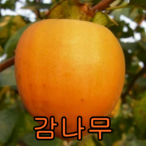 감 나무 (대봉)접목1년생 1그루 묘목 꽃나무 과일나무 유실수 과실수
