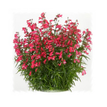 어린모종 펜스테몬-카릴로 레드 8cm분 2개 K701