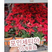 포인세티아-10개묶음/성탄의 꽃, 10개