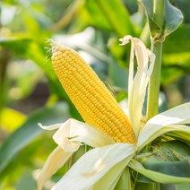 원앤티 탱글탱글 제주 미니 초당 옥수수, 착한 미니 10개입 9-14cm