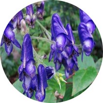 투구꽃 5치 야생화