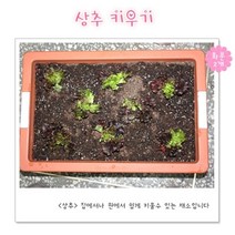 기타 바보사랑[에코키즈]-채소키우기- 상추 씨앗 심기 세트