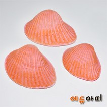 조개화석 만들기-알지네이트(5인용) 4학년2학기-KAT