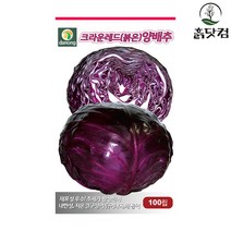 크라운레드 붉은 양배추씨앗 100립 내한성 저온결구성 + 네임택, 단품