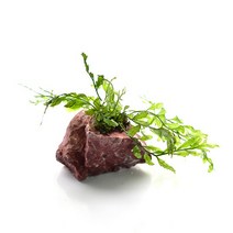 수초-볼비티스 홍원석 활착-어항 수족관 수중식물, 없음