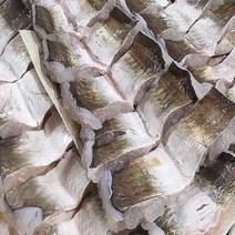 굴철철 바다장어 통영꼼장어 12시이전결재 당일발송, 1개, 붕장어1kg중대(4미전후)