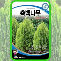 속성수 측백나무 씨앗 200립 oriental arborvitae seed thuja, 단품