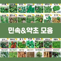 민속 채소 씨앗 종자 약초 도라지 더덕 공심채 잔대 냉이 고들빼기 방아잎 곤드레 당귀 텃밭, 39.아티쵸크, 1개