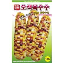 강원도 찰옥수수 미백 대학찰 그린백찰 옥수수 씨앗 씨 종자, 오색옥수수