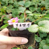 분홍꽃 딸기 모종(관하) 사철딸기, 1, 분홍딸기