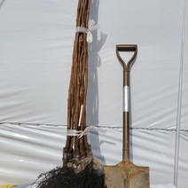 단감나무 태추단감나무 배단감나무